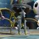 arceus83