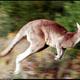 kangaroo10