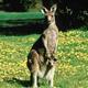 kangaroo10