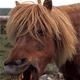 ponyx2 