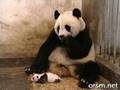 The Sneezing baby panda