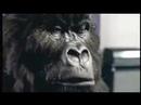 Cadbury ape. in the air tonight